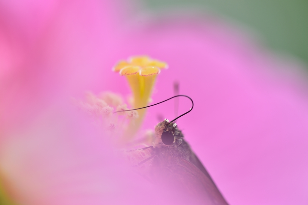 pollen ribbon