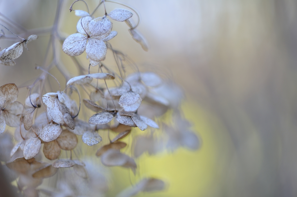 dried flower