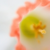 Narcissus