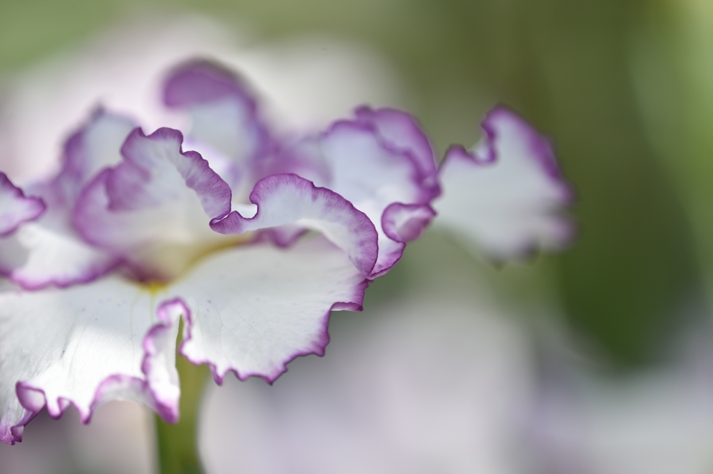 Frill