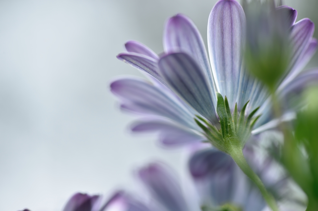 Osteospermum