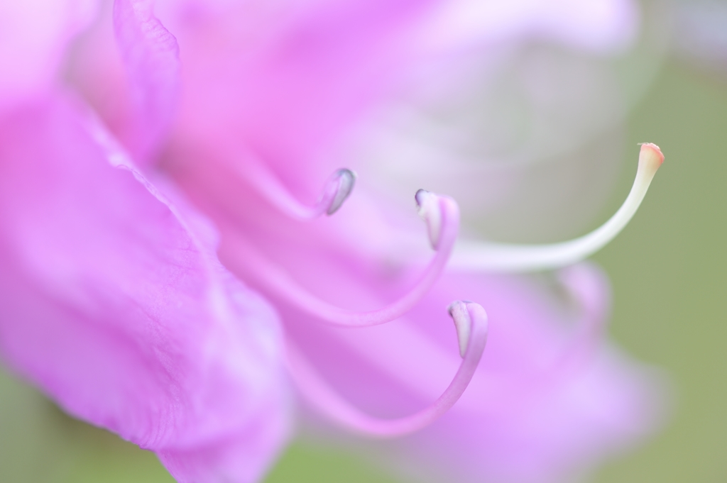 Rhododendron