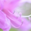 Rhododendron