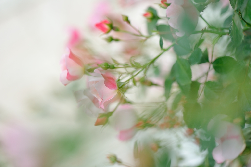 a faint hope