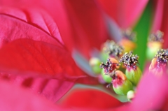 Poinsettia