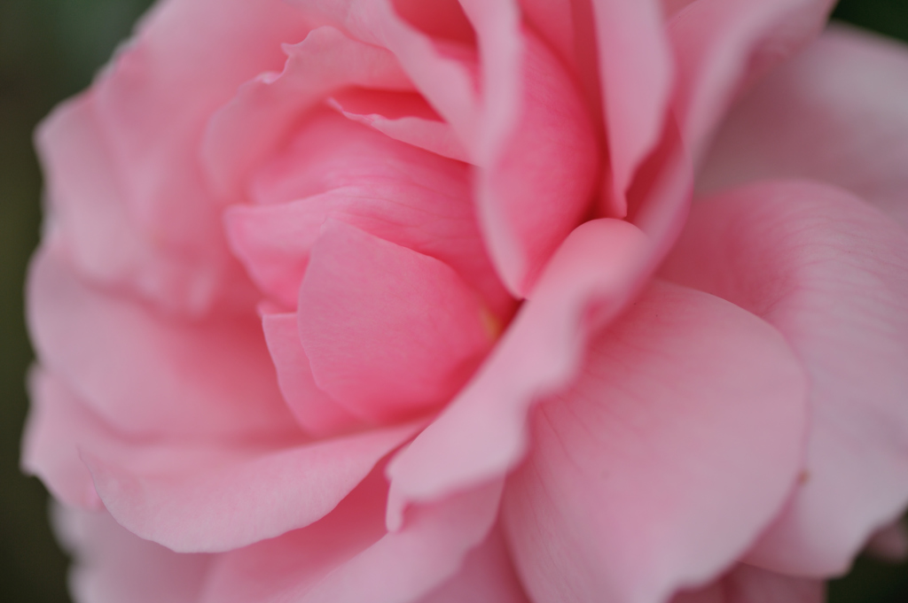 Rosy Mantle
