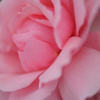 Rosy Mantle