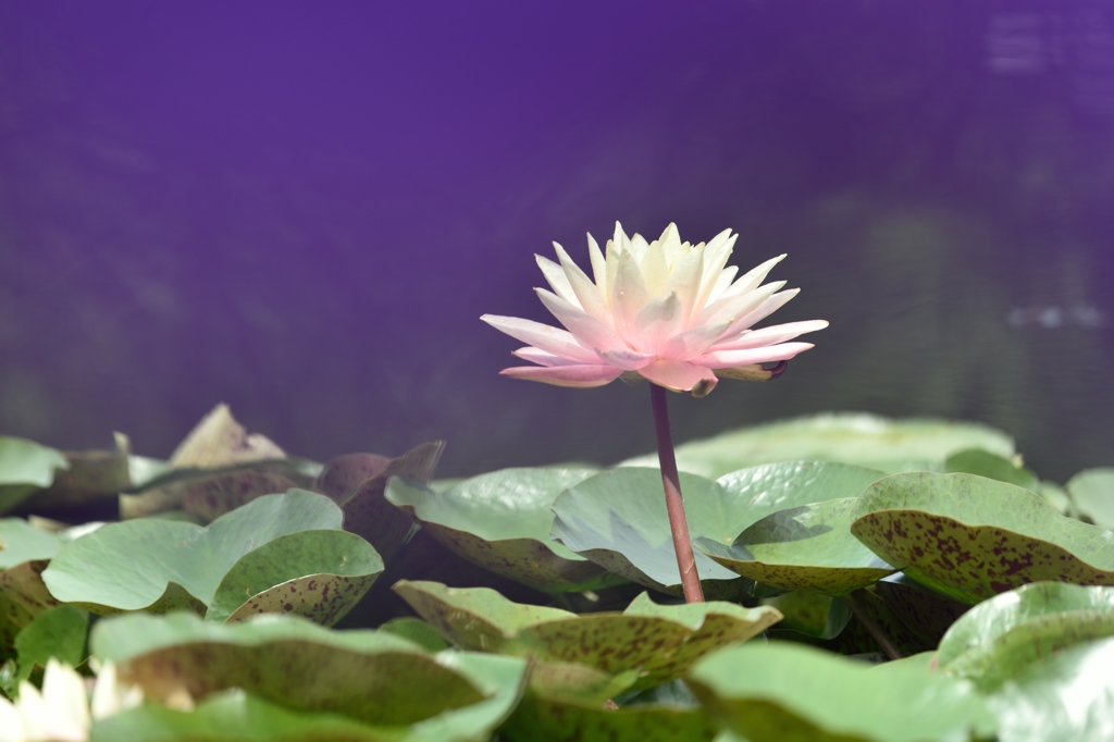 Water lily