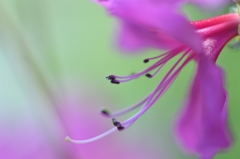 Charm of stamens