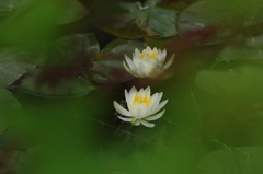 睡蓮
