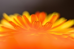 Calendula