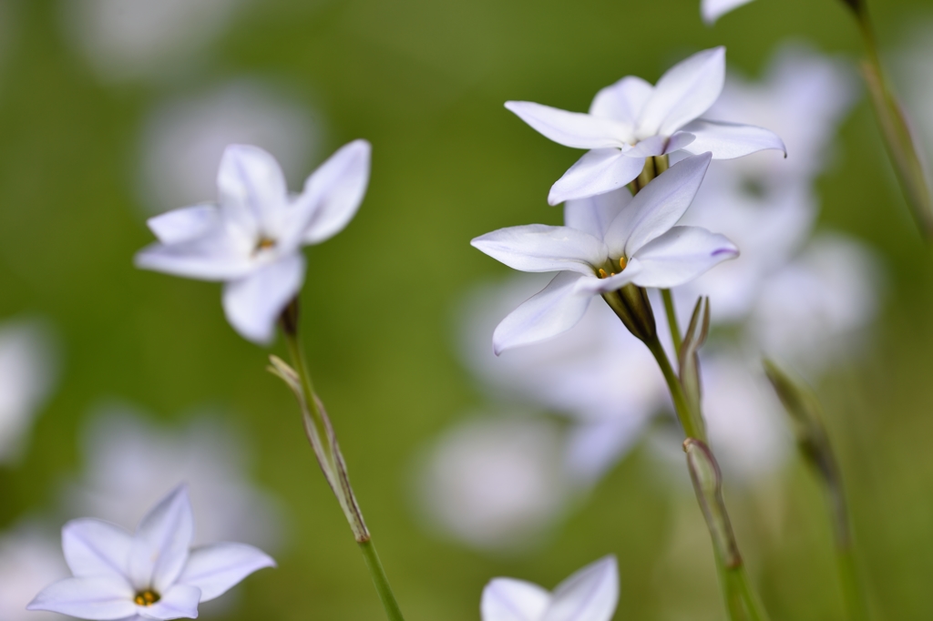 spring star flower