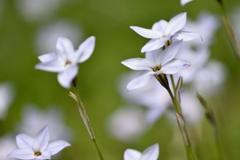 spring star flower