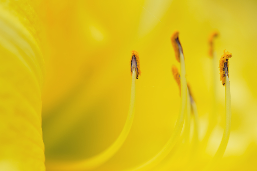 lemon　yellow