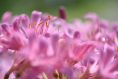 Stamens