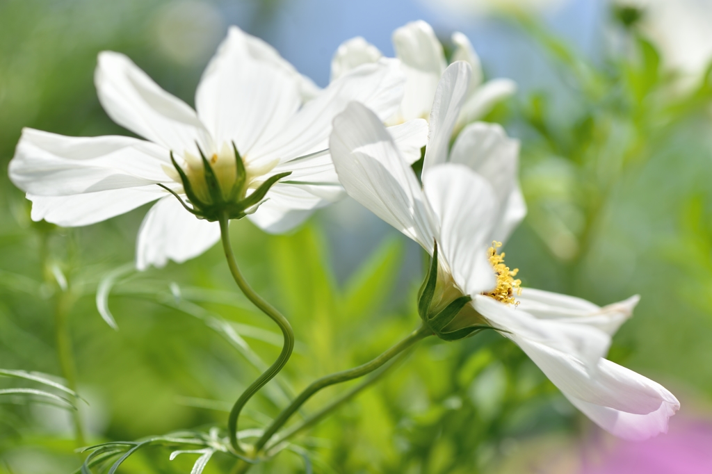 Cosmos