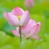 LotusⅡ