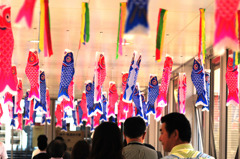 ｍｉｎｉ鯉