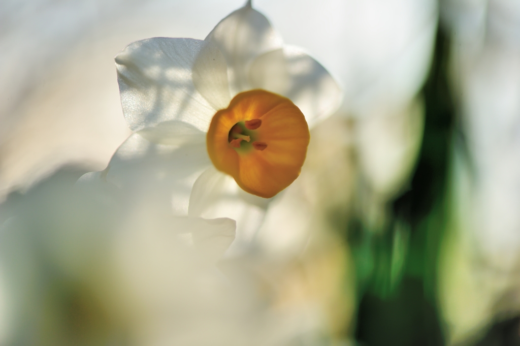 Narcissus Ⅱ