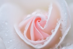 Rose brooch