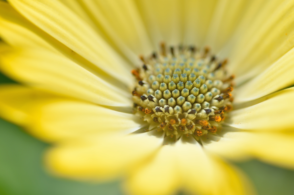 Begin to open