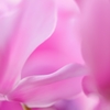 Cyclamen