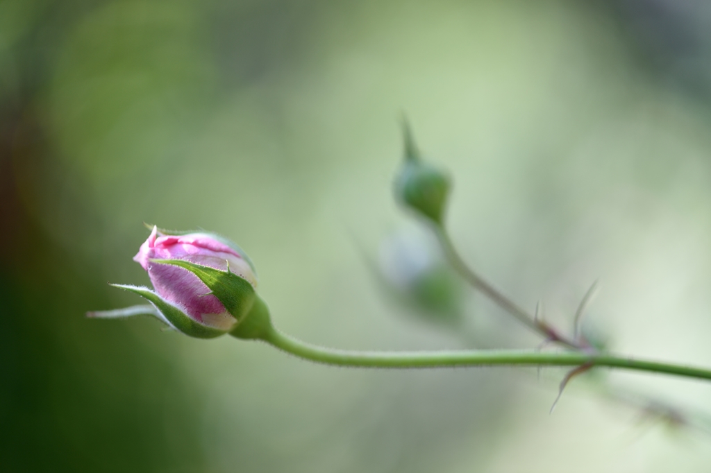bud