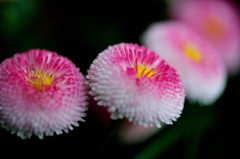 砂糖菓子