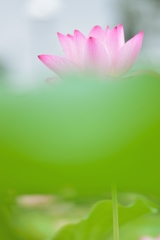FLOATING FLOWER Ⅱ