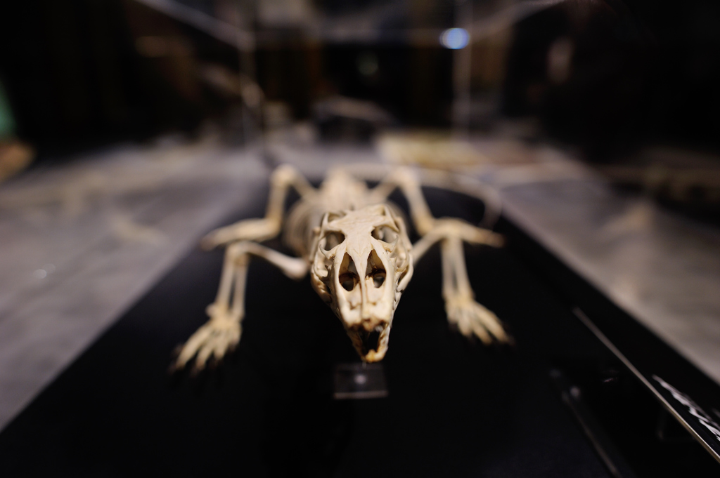 Skeleton