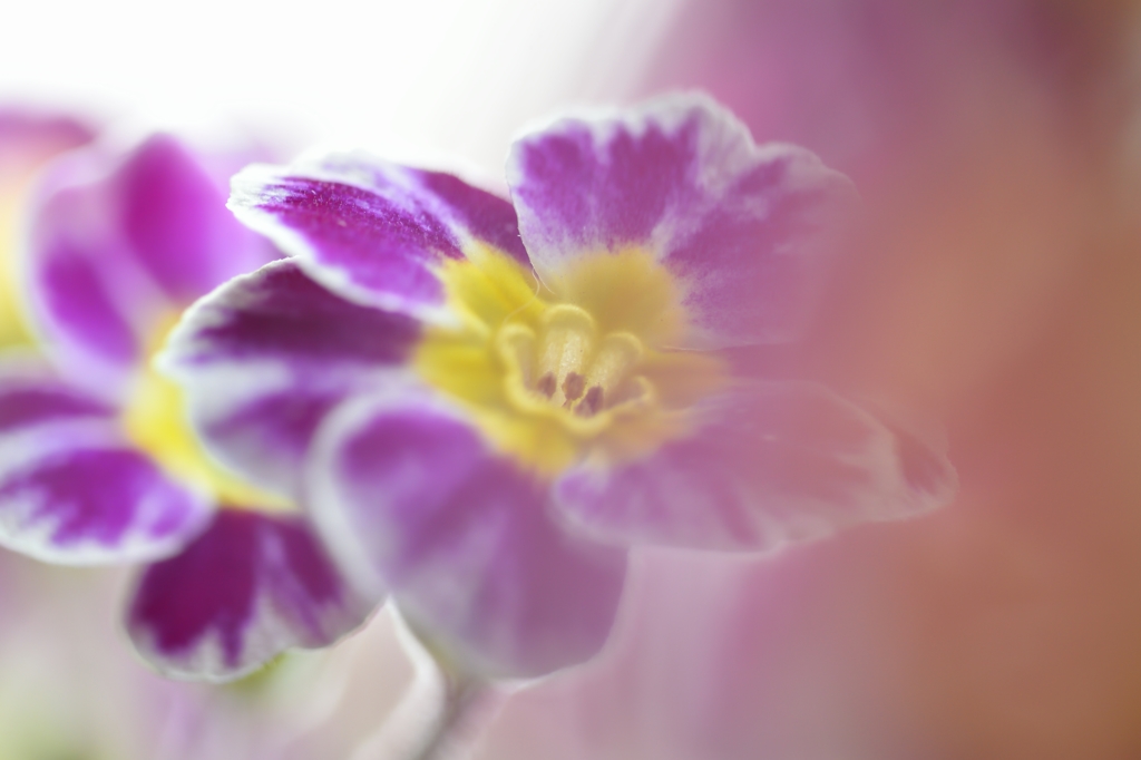 Pressed Flower