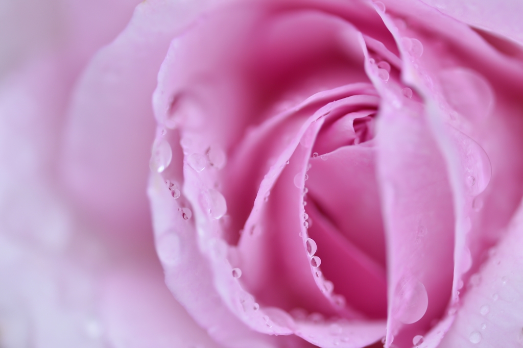 dewdrop 