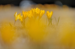 yellow crocus