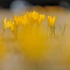 yellow crocus