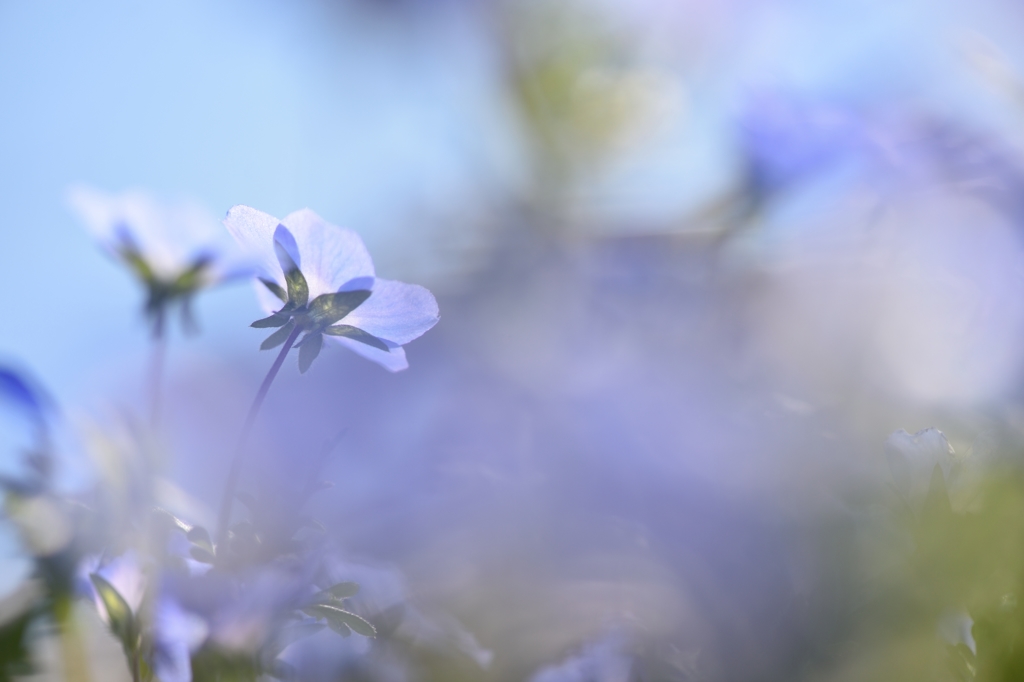 The light that passes through