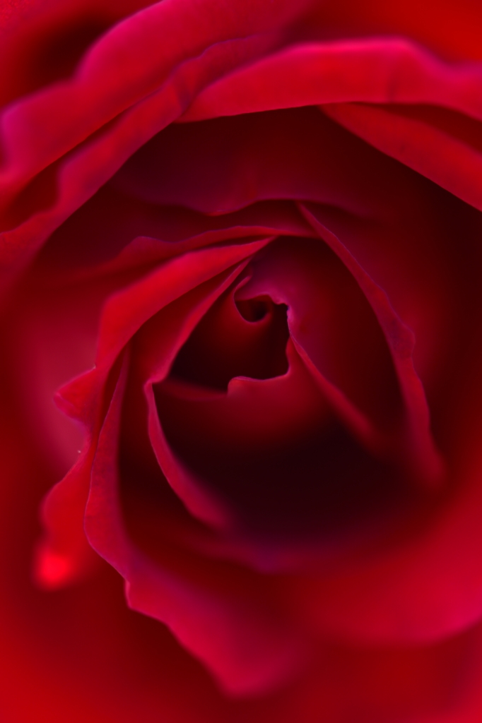 It rose charm
