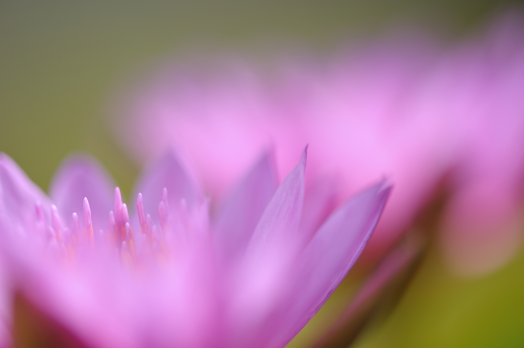 water lily