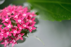 floating flower
