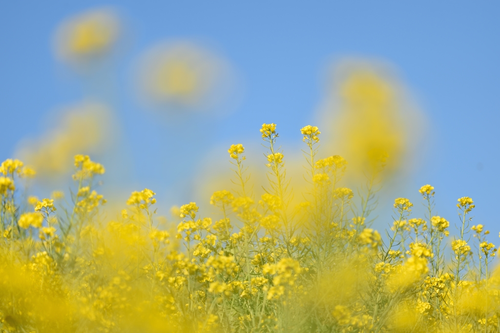 La primavera