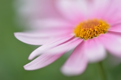 Paris daisy