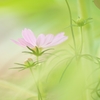 harmony 