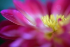Charm of the stamen