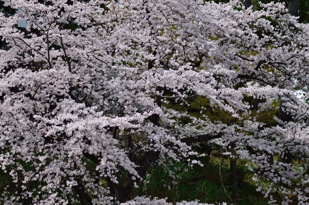 Cherry tree blooms