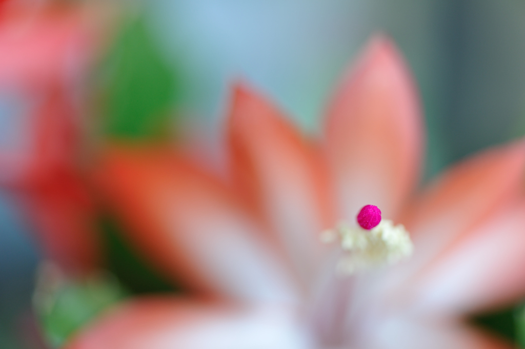 red pistil