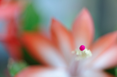 red pistil