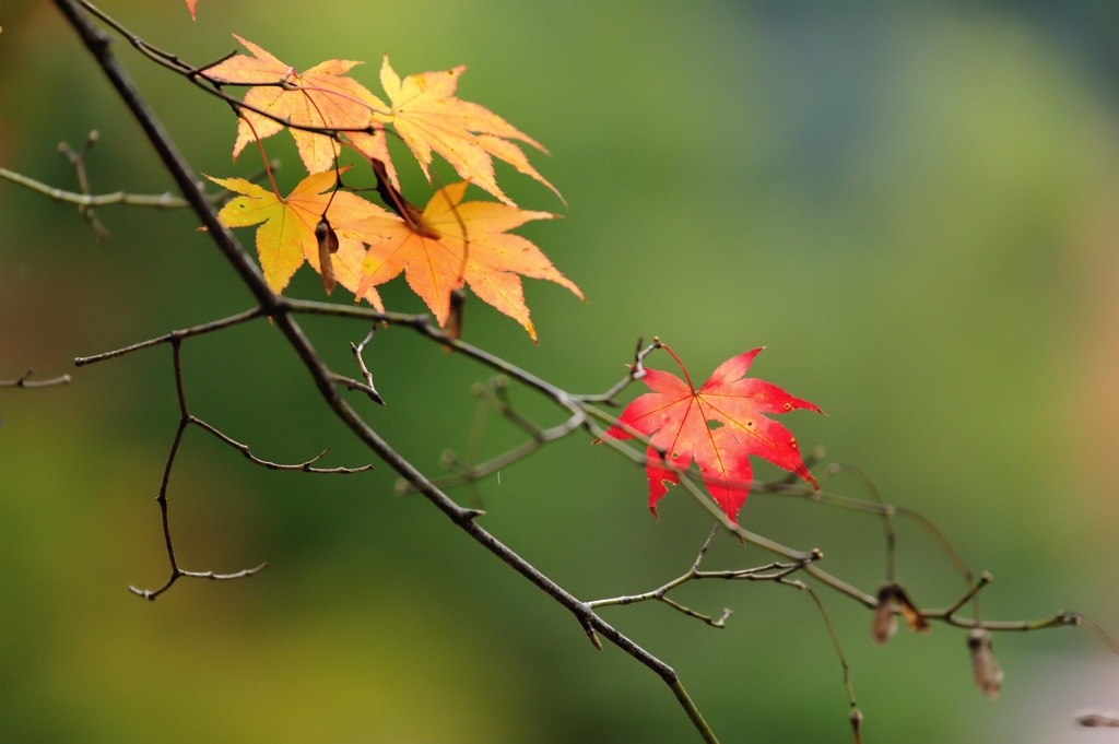 Late autumn Ⅱ