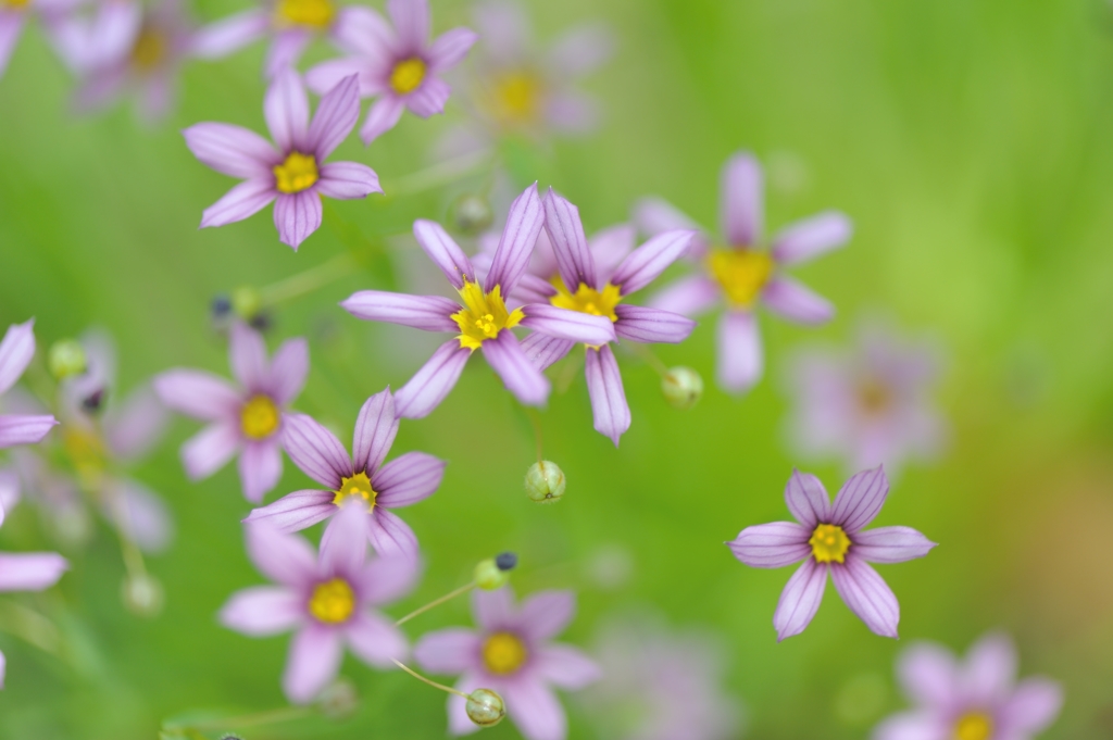 Sisyrinchium rosulatum Ⅱ