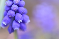 Grape hyacinth 