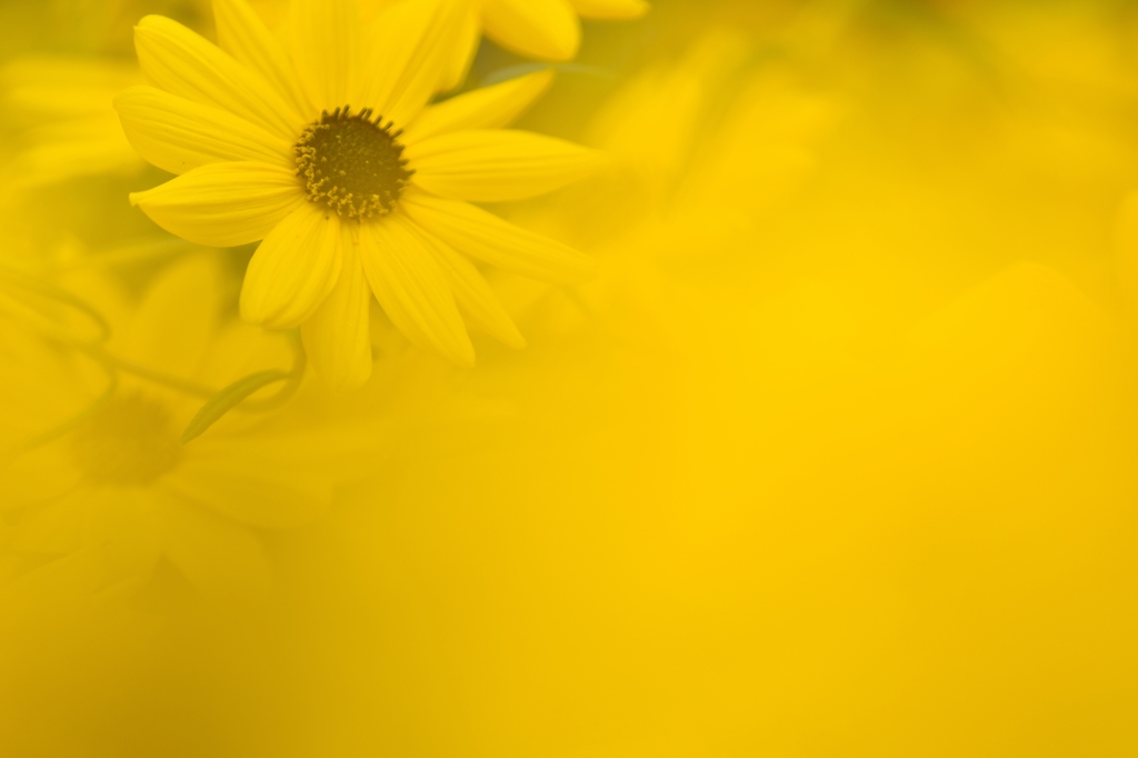 World of yellow