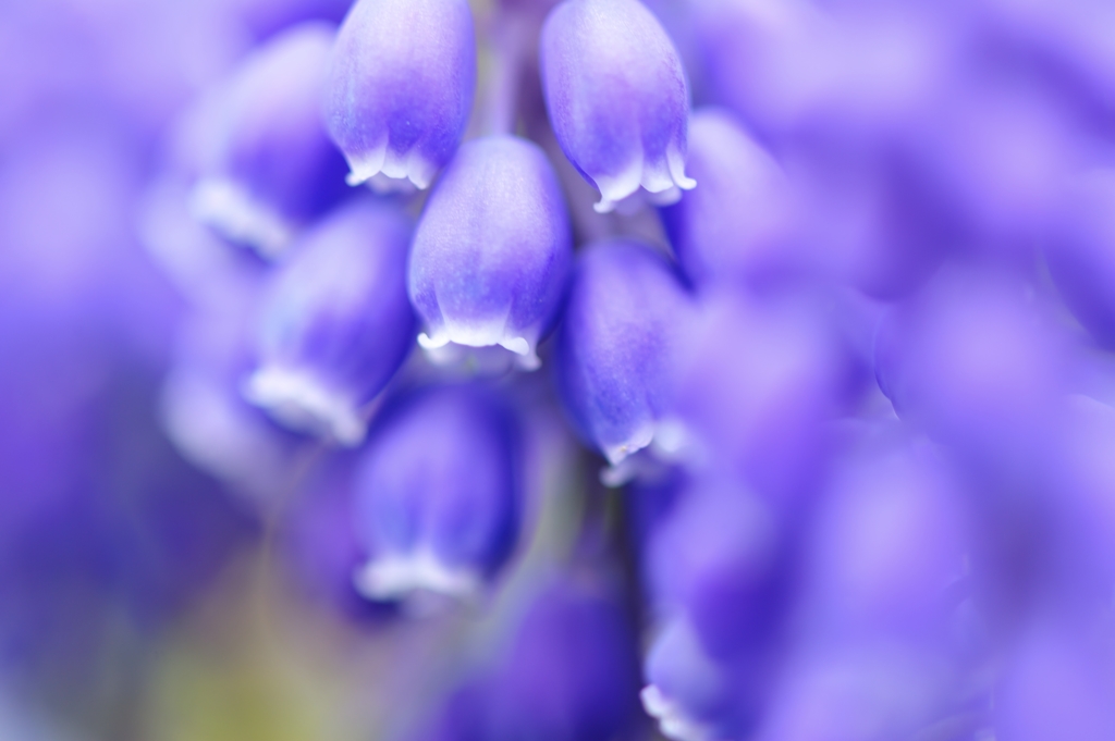 Muscari neglectum